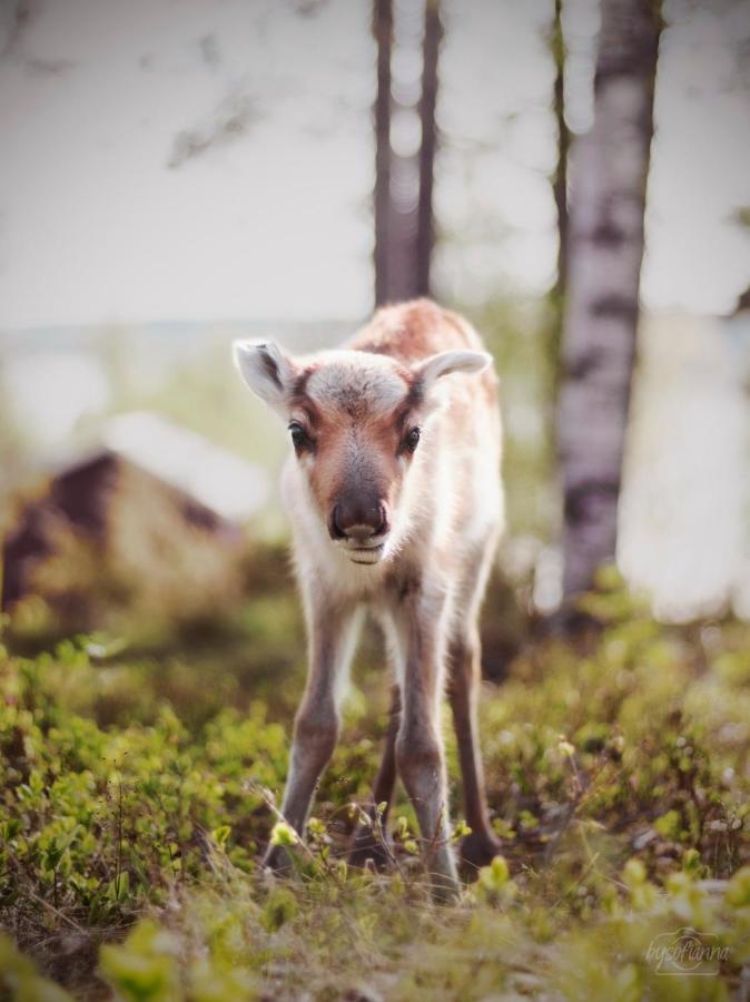Villa Beautiful Rural Experience With Reindeer Tervola Exterior foto